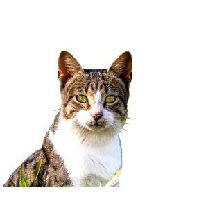 Close Up Of A Tabby Cat Staring Intently In A Sunlit Egyptian Field. 13402 - Cat PNG image with transparent background